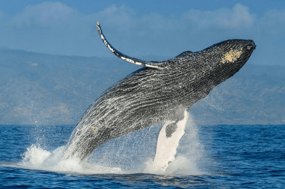 How to Tell When a Humpback Whale Is About to Dive