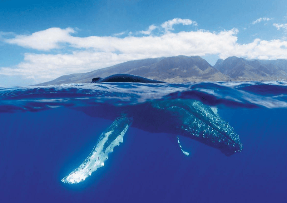 Comment les baleines à bosse utilisent-elles leurs douves caudales pour nager ?