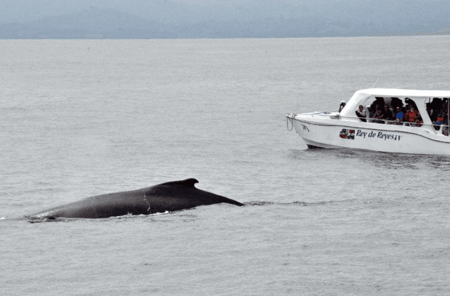 Why Do Humpback Whales Have Long Flippers?
