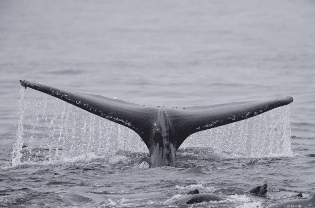 Pourquoi les baleines à bosse ont-elles des nageoires pectorales si longues ?