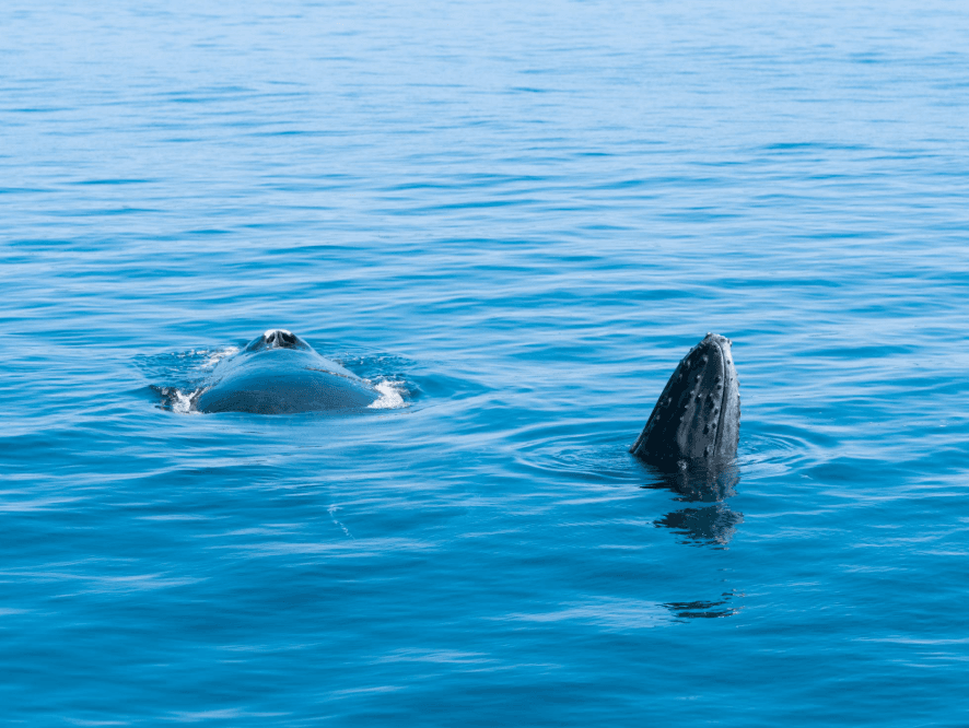 Comment les baleines à bosse se réchauffent-elles dans l’océan ?