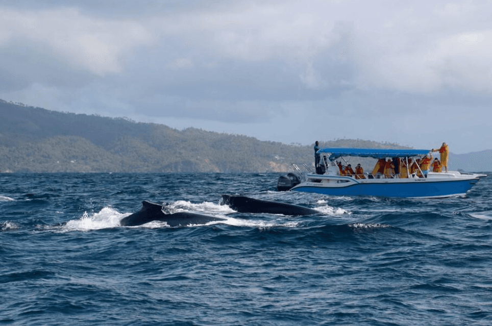 Que mangent les baleines à bosse à Samaná ? Guide d'alimentation