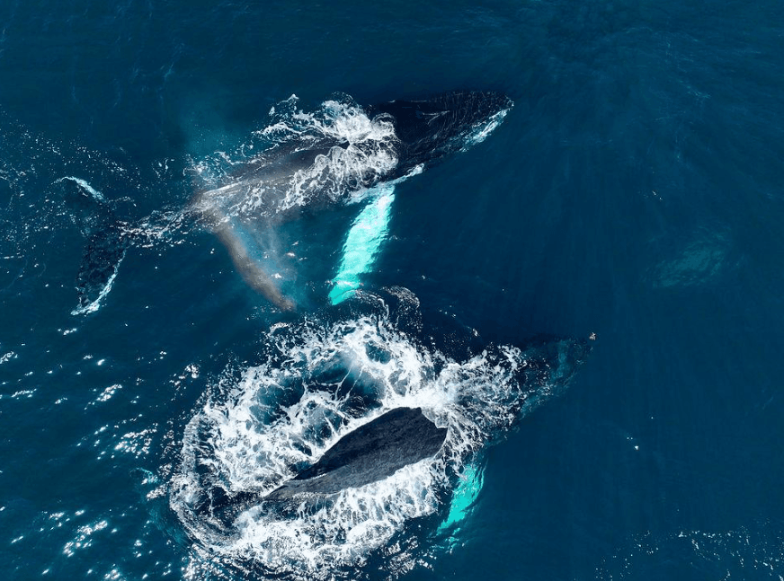 Cómo fotografiar ballenas jorobadas en Samaná de forma responsable