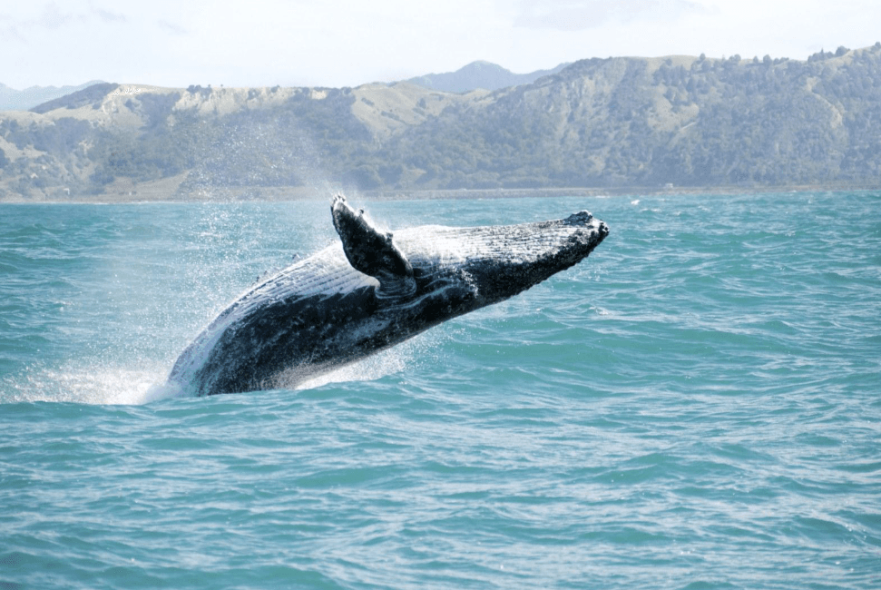 Pouvez-vous voir des baleines depuis le rivage à Samaná ? Guide du visiteur