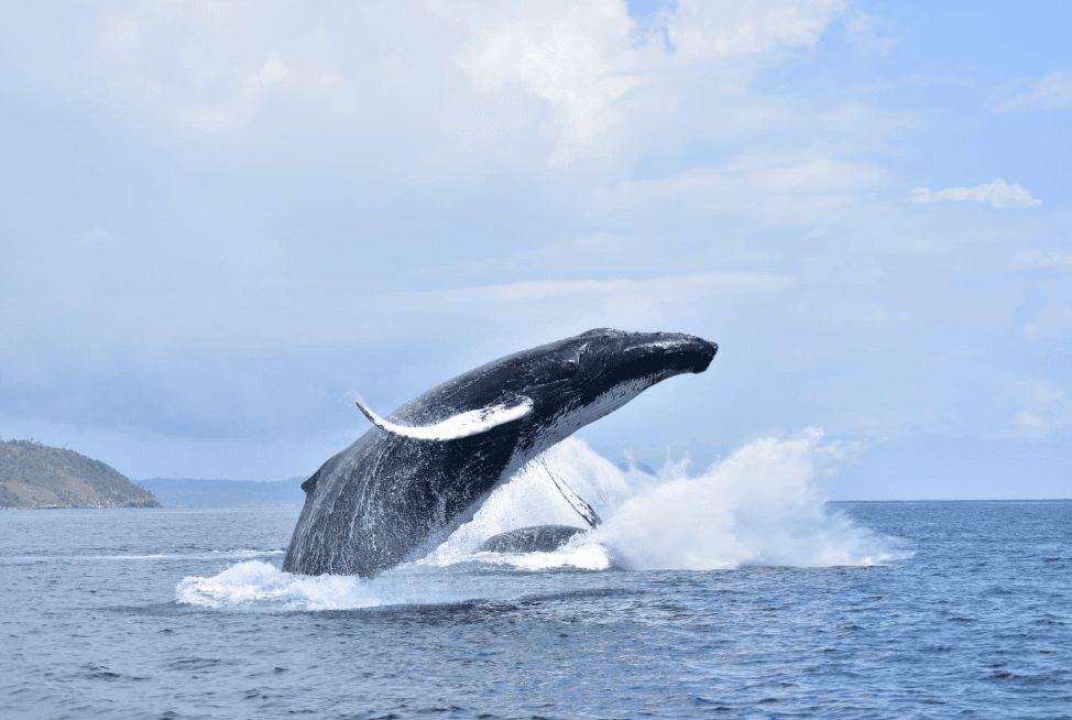 Meilleur moment de la journée pour observer les baleines à Samaná