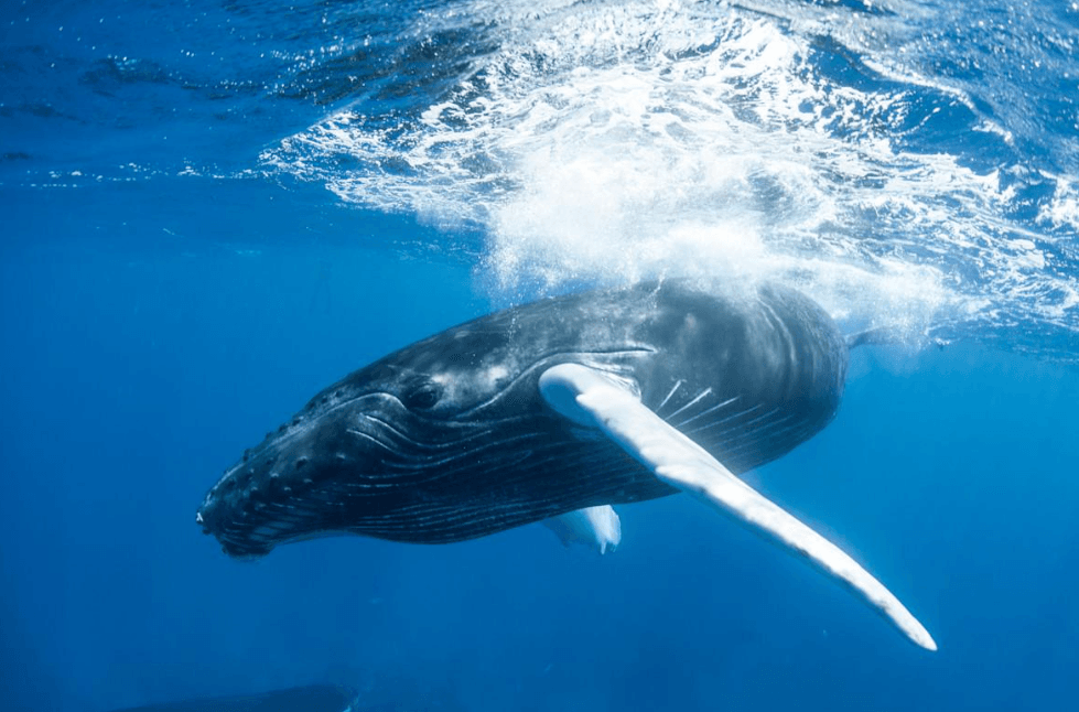 Avistamiento de Ballenas en Samaná con Niños: Guía de Reserva Familiar