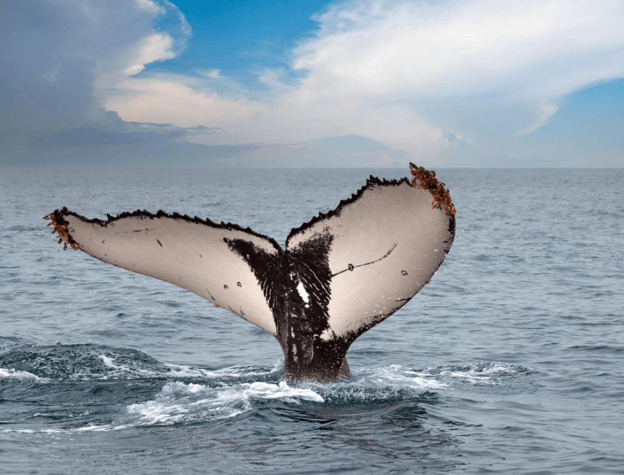 Politiques d'annulation et de remboursement pour l'observation des baleines à Samaná