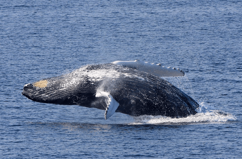 Cómo las ballenas jorobadas utilizan la energía mientras nadan