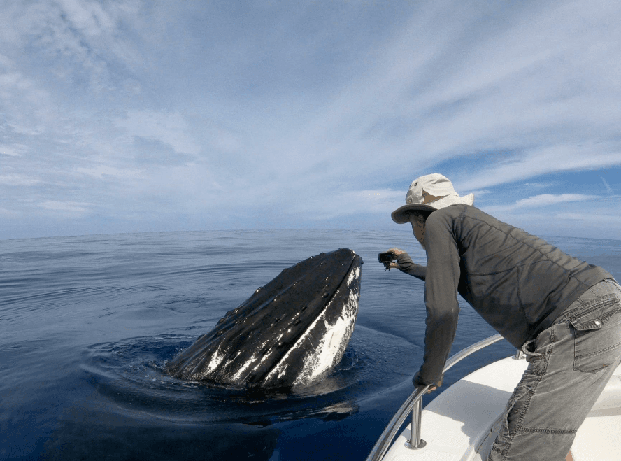 Excursion d'observation des baleines à Samaná ou charter privé