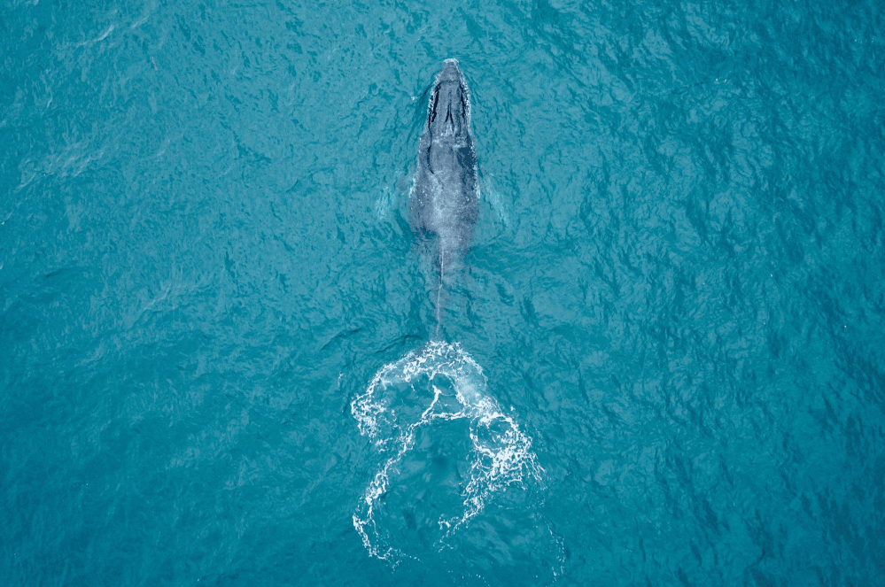 Why Humpback Whales Sometimes Surface at a Steep Angle