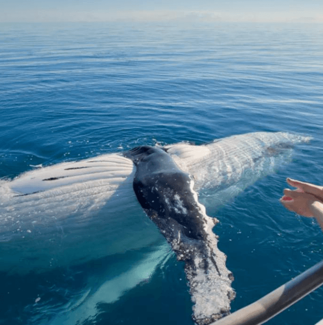 Why Humpback Whales Sometimes Surface Farther Away Than Expected